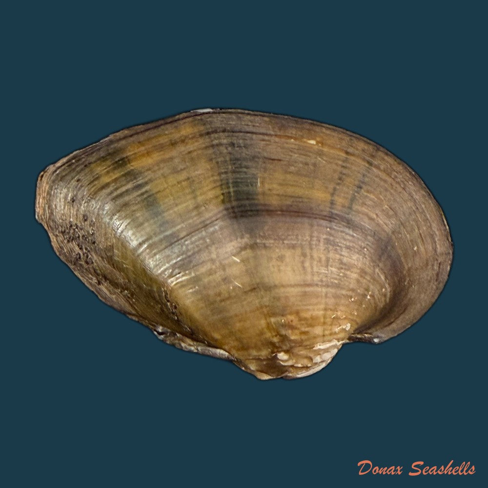 acuticosta-chinensis-i-lea-1868-44-8mm-copia-1