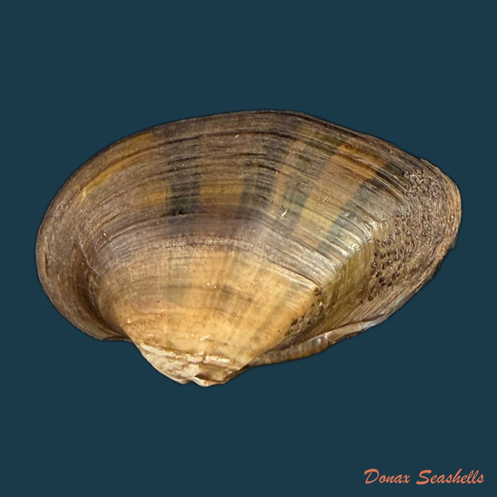 acuticosta-chinensis-i-lea-1868-44-8mm-copia-1