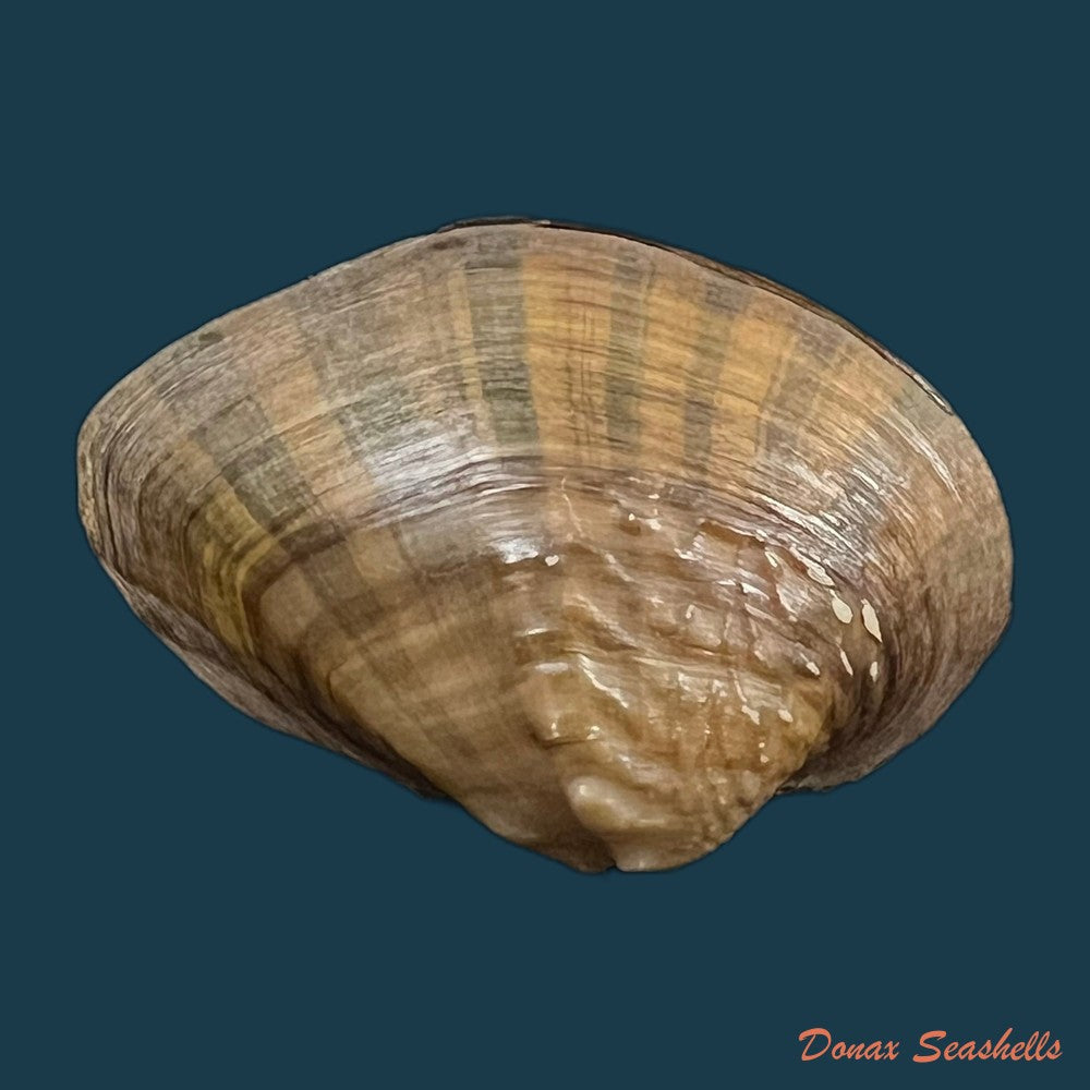 acuticosta-chinensis-i-lea-1868-44-8mm-copia