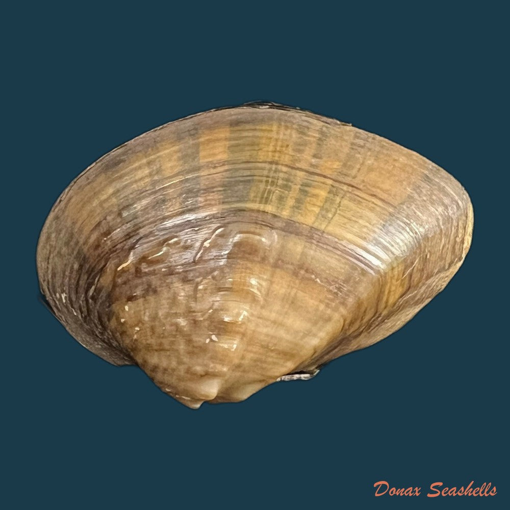 acuticosta-chinensis-i-lea-1868-44-8mm-copia