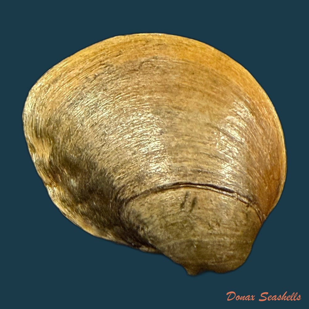 acuticosta-chinensis-i-lea-1868-48-8mm-copia