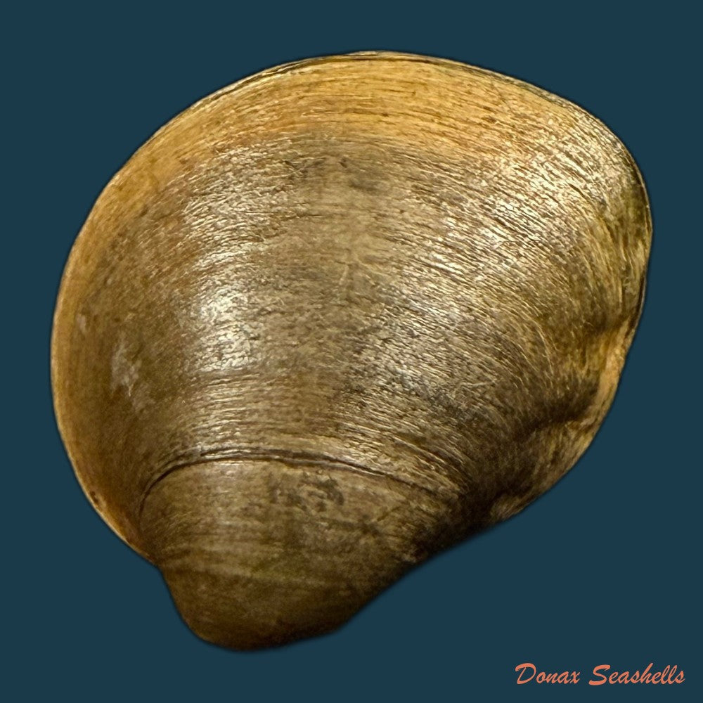 acuticosta-chinensis-i-lea-1868-48-8mm-copia