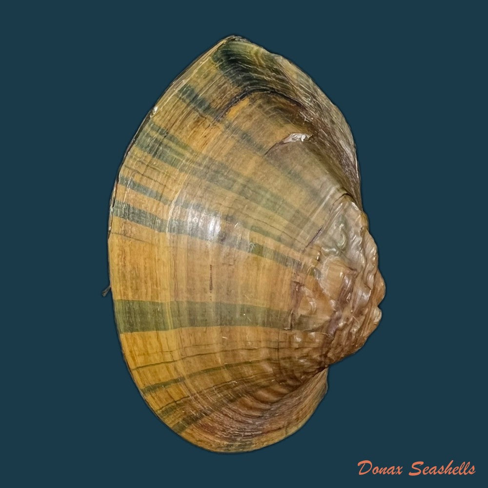 acuticosta-chinensis-i-lea-1868-65-6mm-copia-1