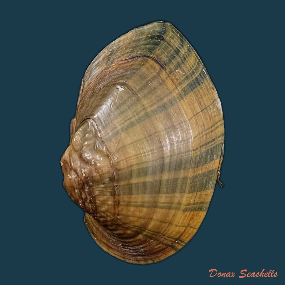 acuticosta-chinensis-i-lea-1868-65-6mm-copia-1