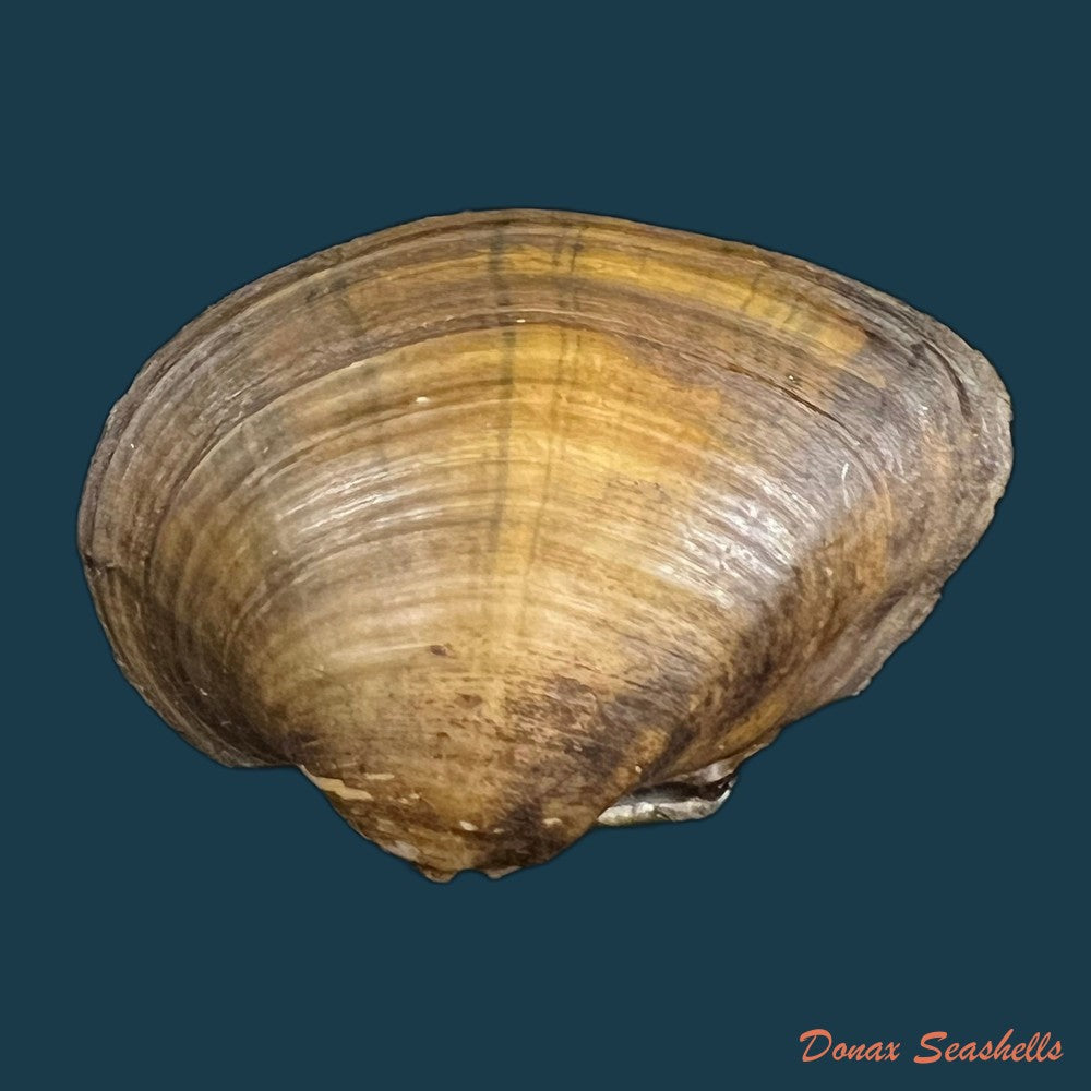 acuticosta-chinensis-i-lea-1868-65-6mm-copia-2