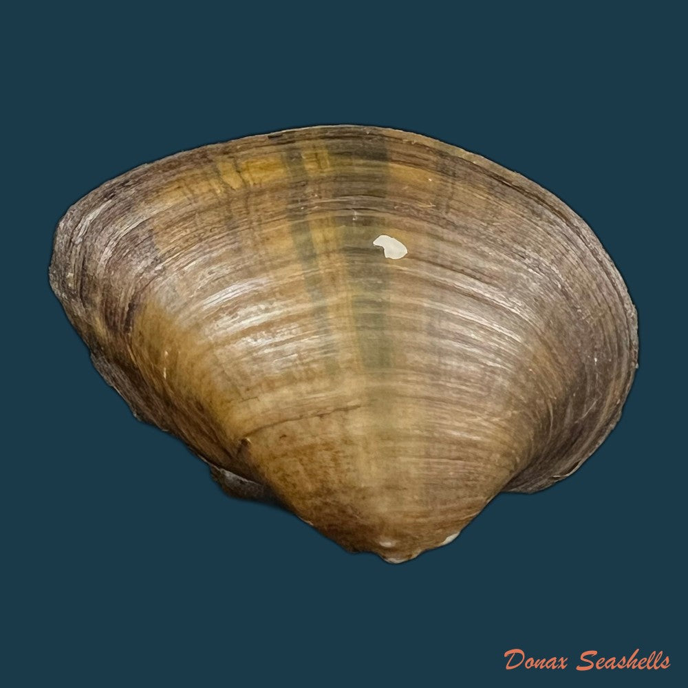 acuticosta-chinensis-i-lea-1868-65-6mm-copia-2