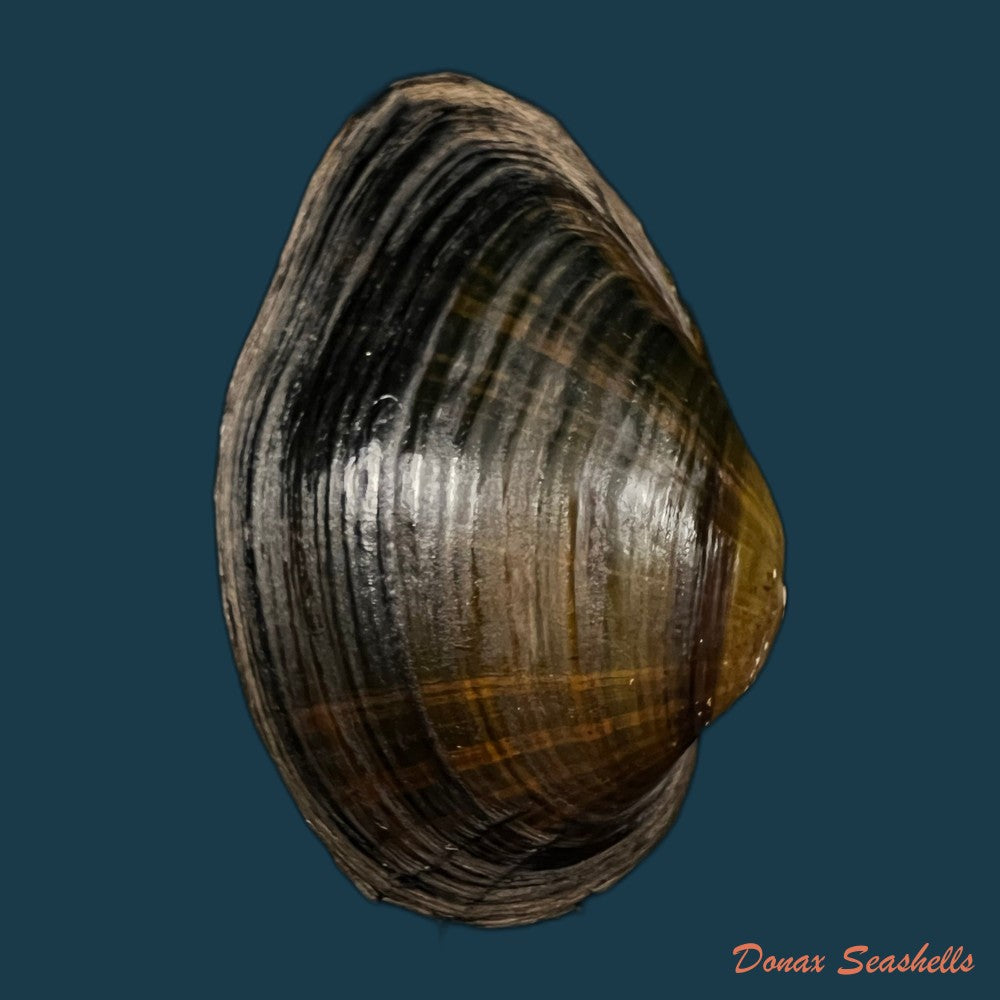 acuticosta-chinensis-i-lea-1868-68-4mm-copia
