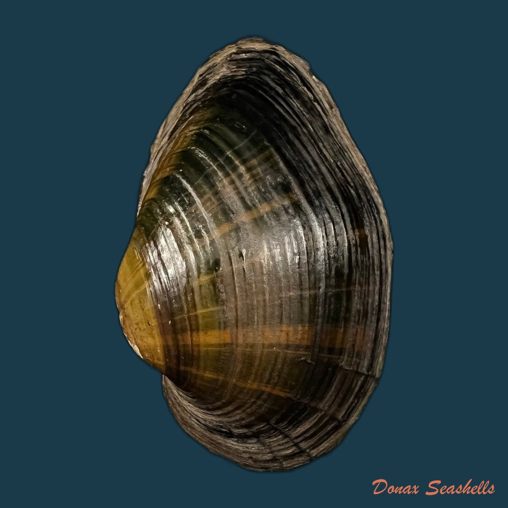 acuticosta-chinensis-i-lea-1868-68-4mm-copia