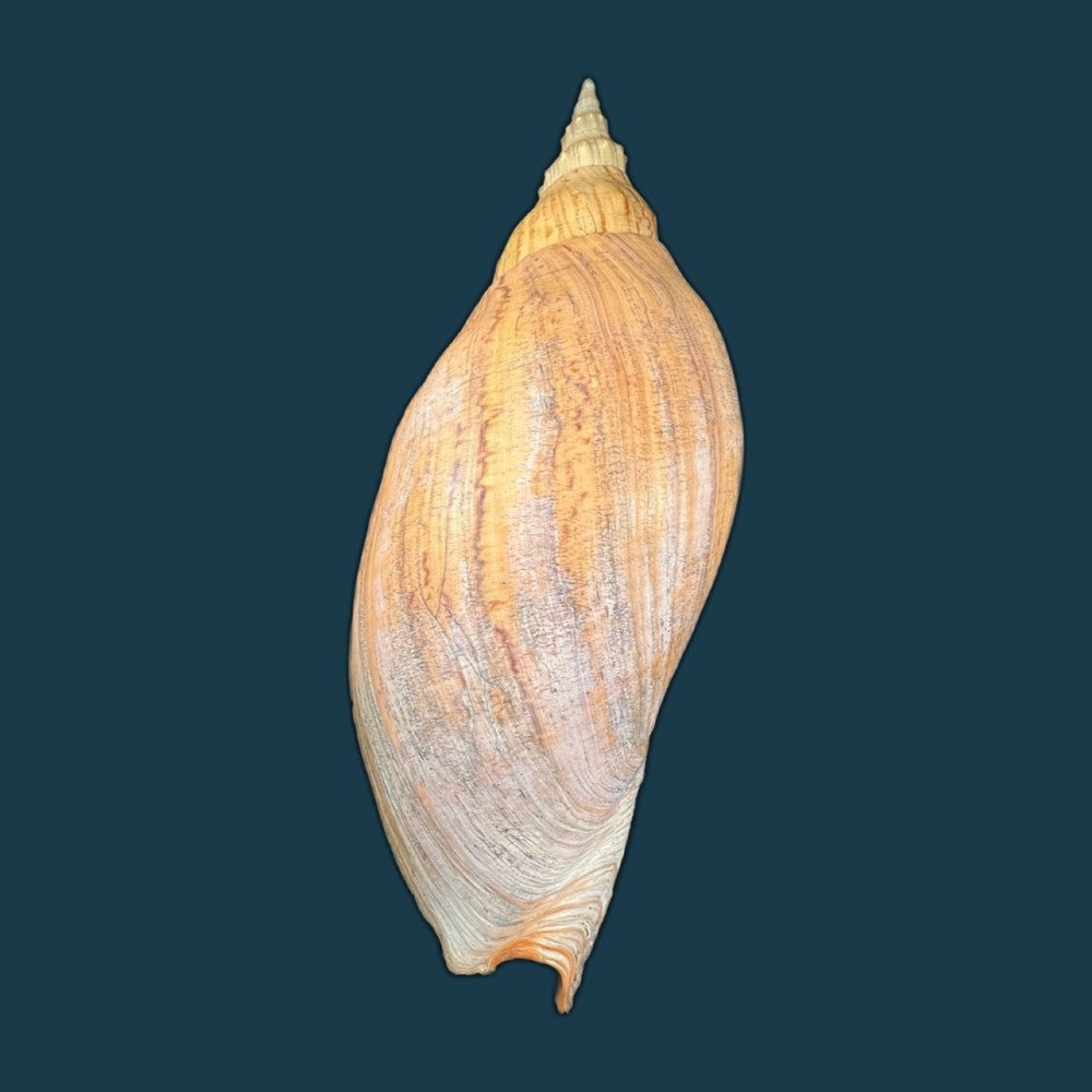 adelomelon-beckii-broderip-1836-417-4mm-copia