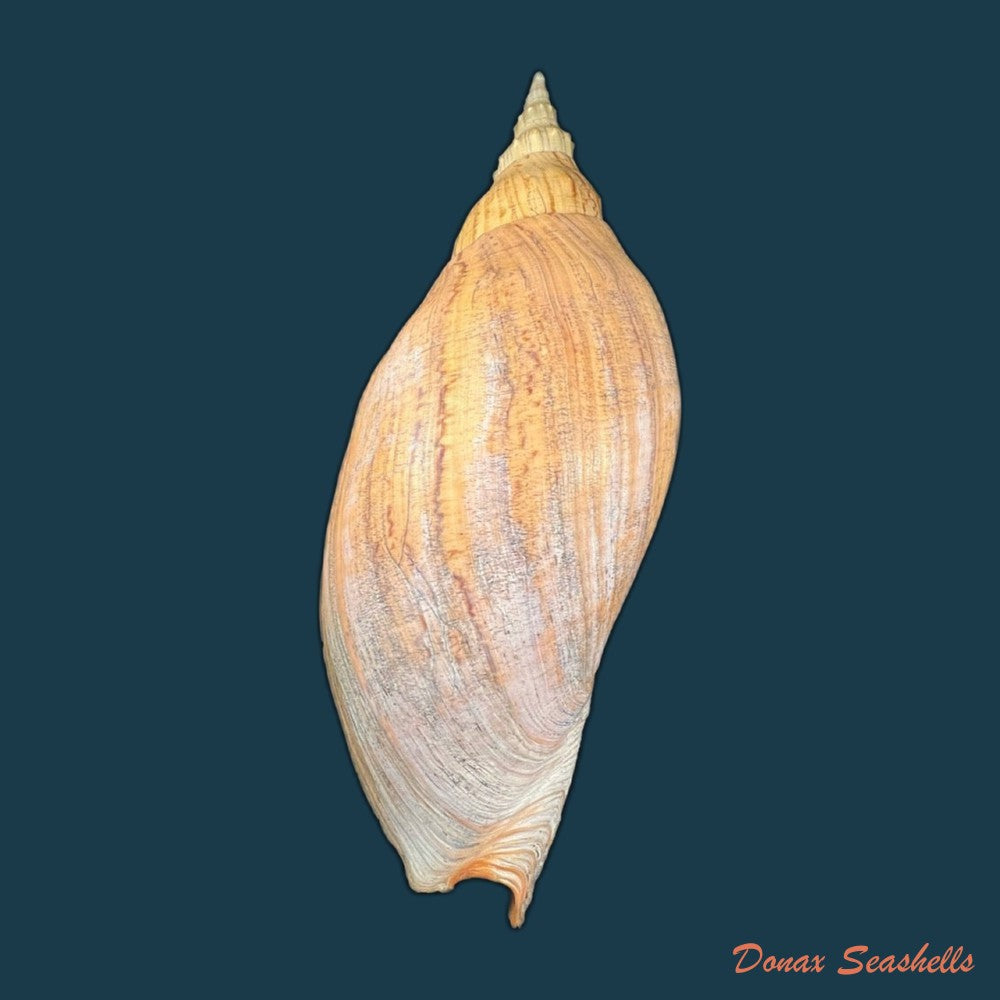 adelomelon-beckii-broderip-1836-417-4mm-copia