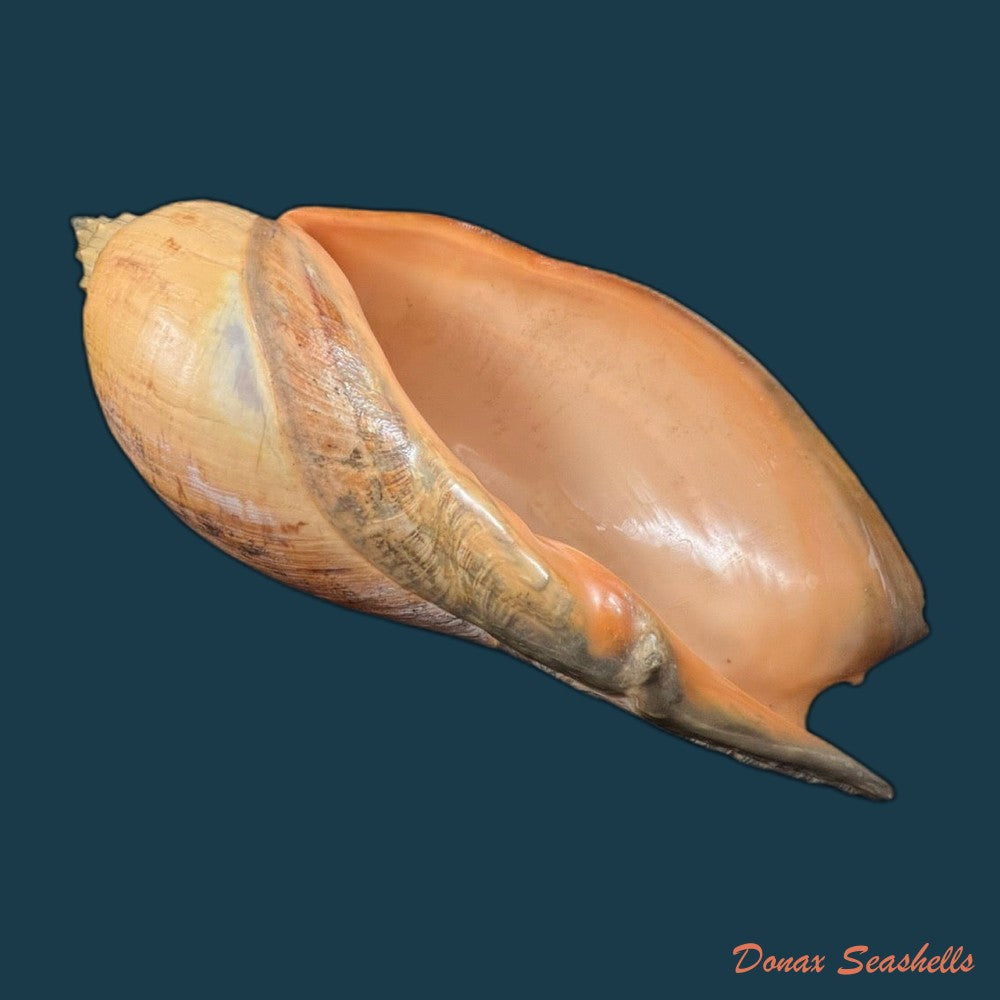 adelomelon-beckii-broderip-1836-417-4mm-copia