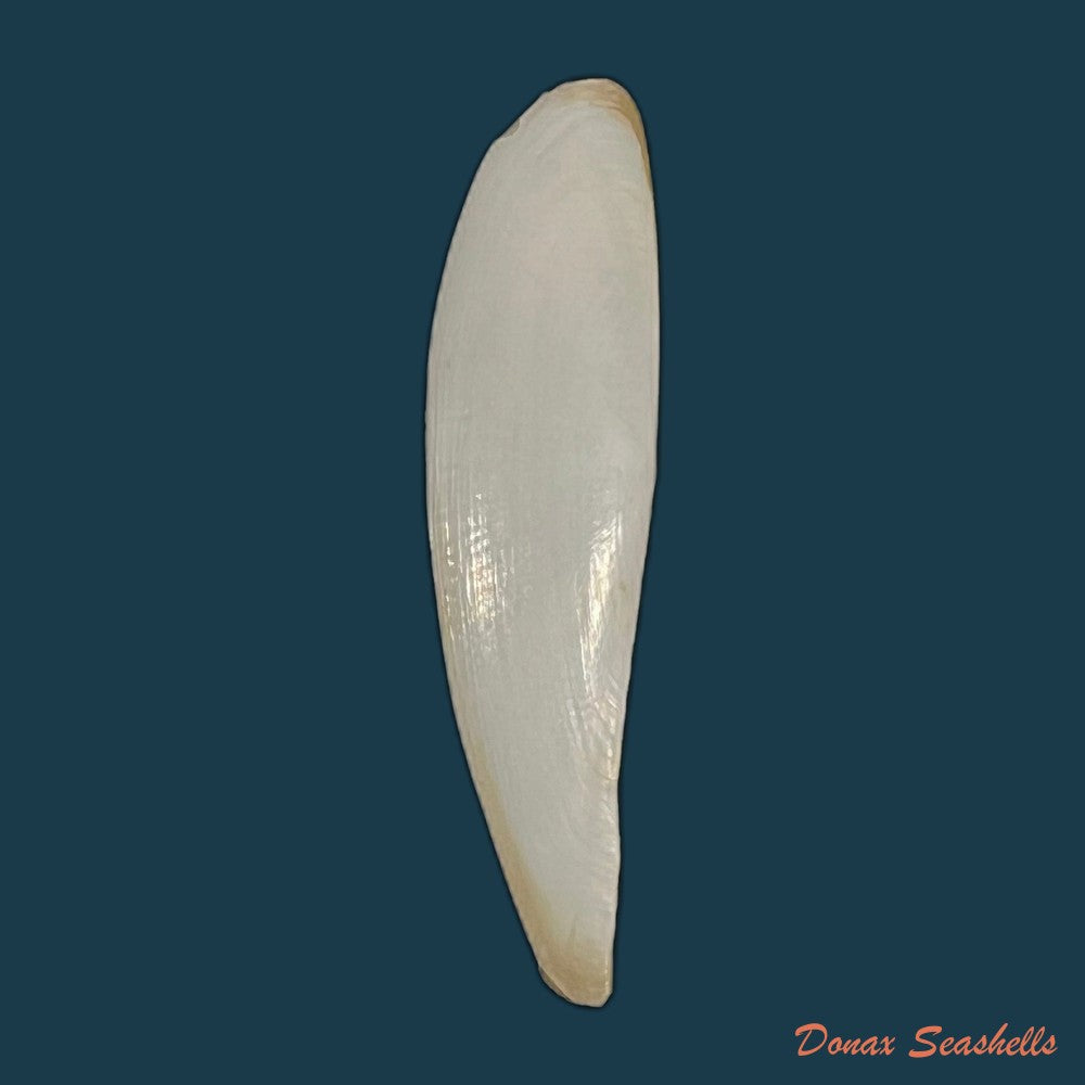 adrana-electa-a-adams-1846-41-5mm-copia