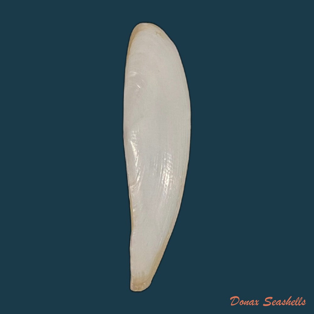 adrana-electa-a-adams-1846-41-5mm-copia