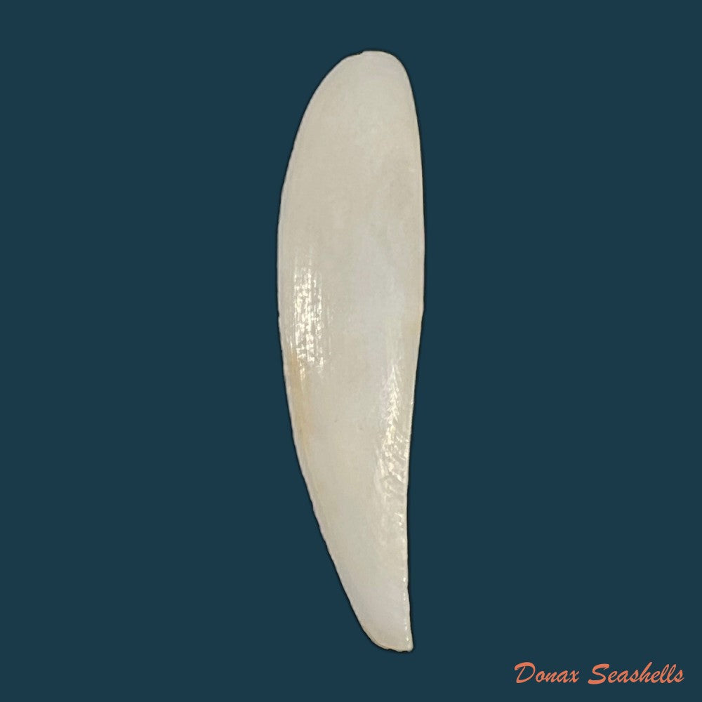 adrana-electa-a-adams-1846-42mm-copia