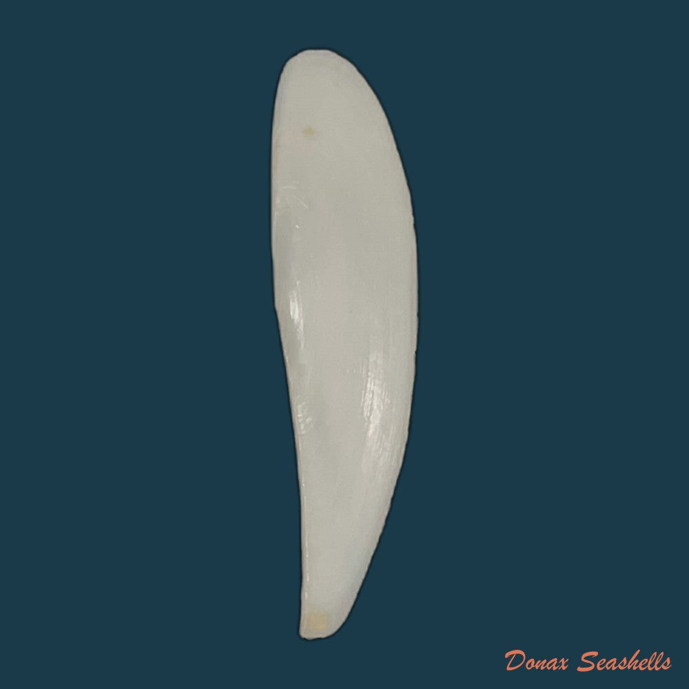 adrana-electa-a-adams-1846-42mm-copia