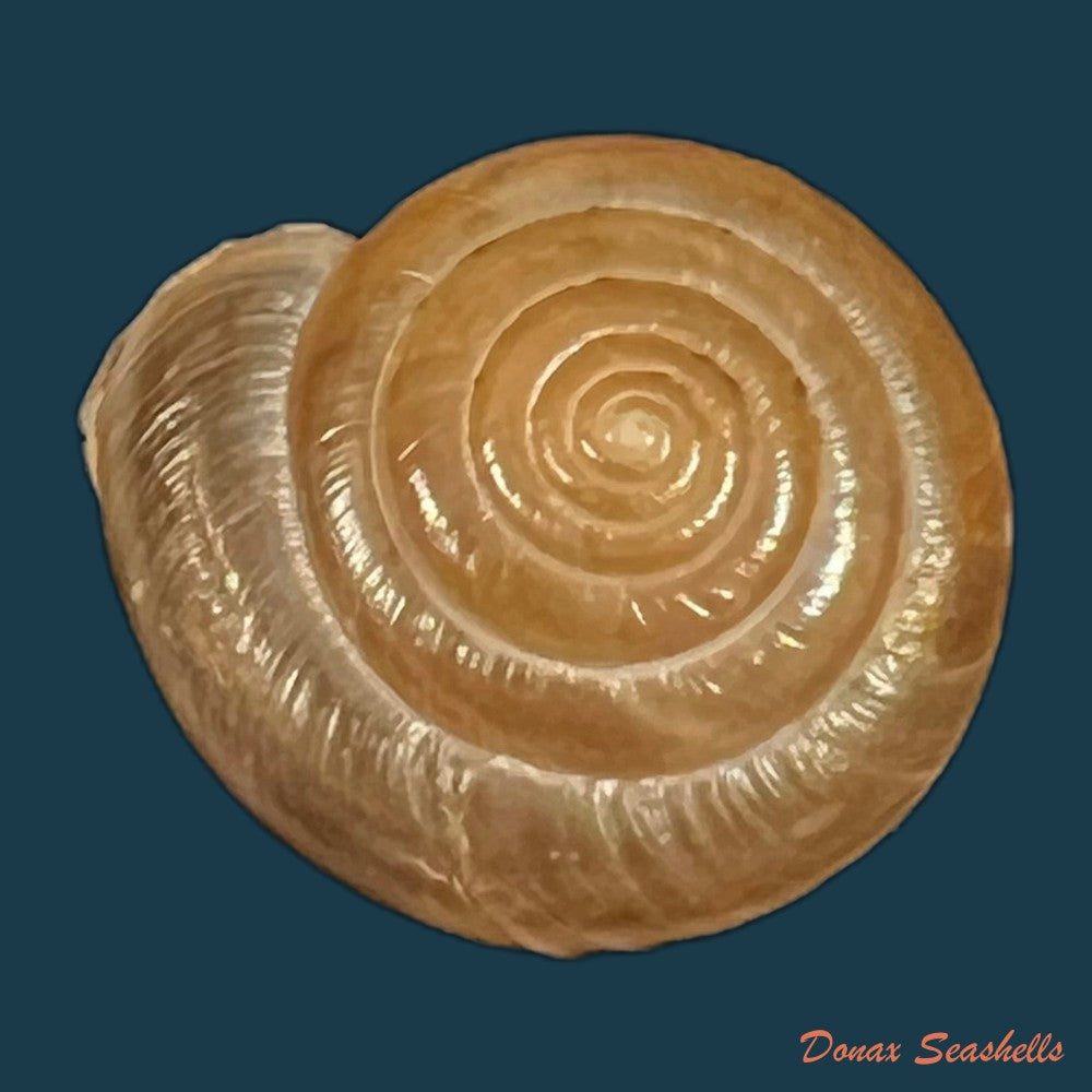 aegista-aubryana-chinesis-philippi-1845-16-2mm-copia