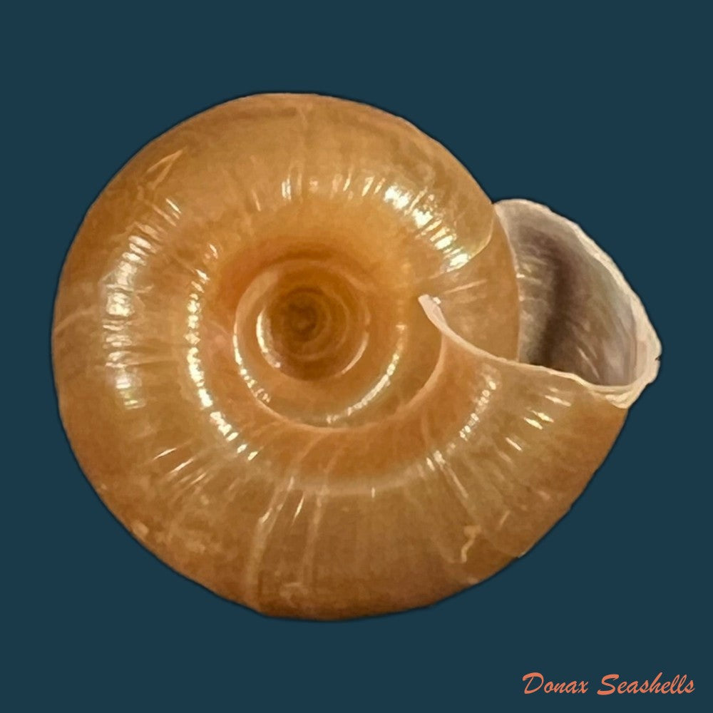 aegista-aubryana-chinesis-philippi-1845-16-2mm-copia