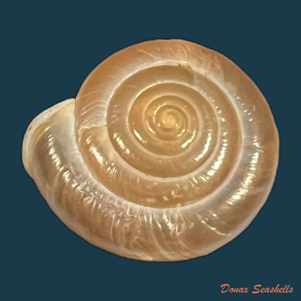aegista-aubryana-chinesis-philippi-1845-17-8mm-copia