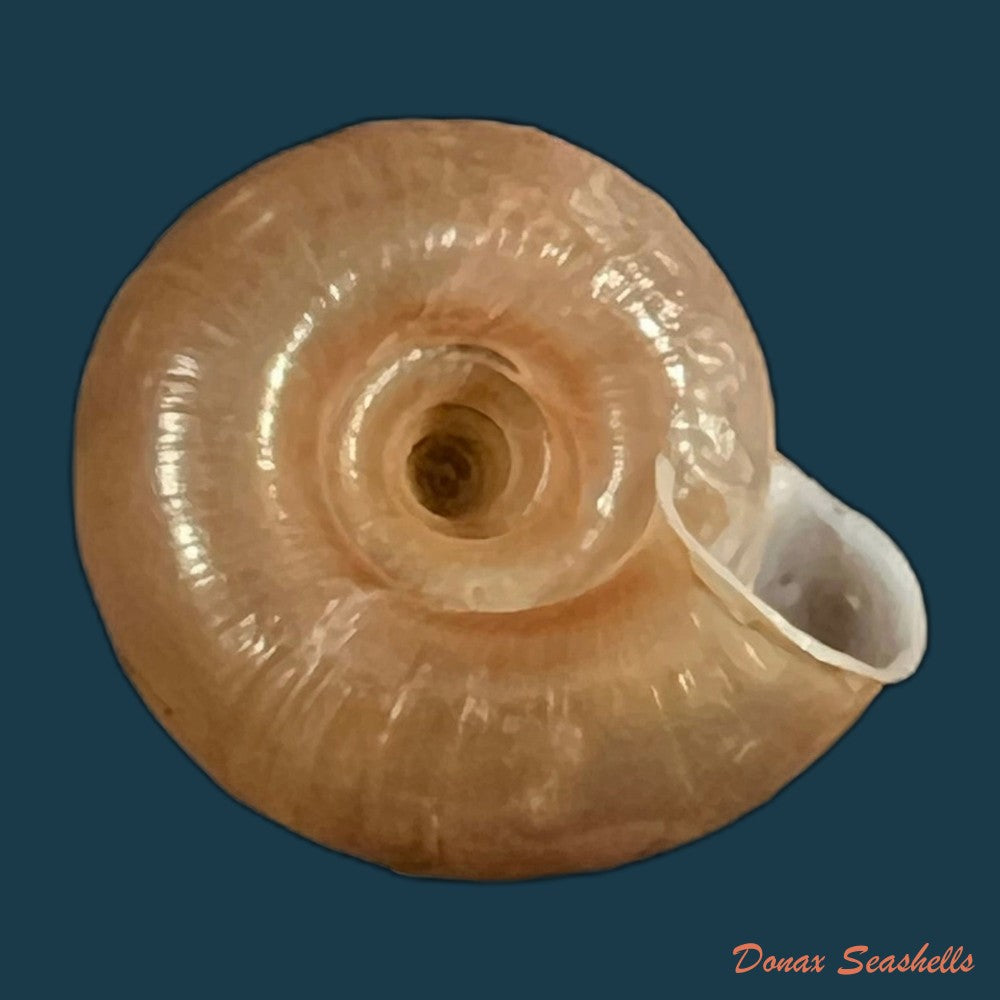 aegista-aubryana-chinesis-philippi-1845-17-8mm-copia