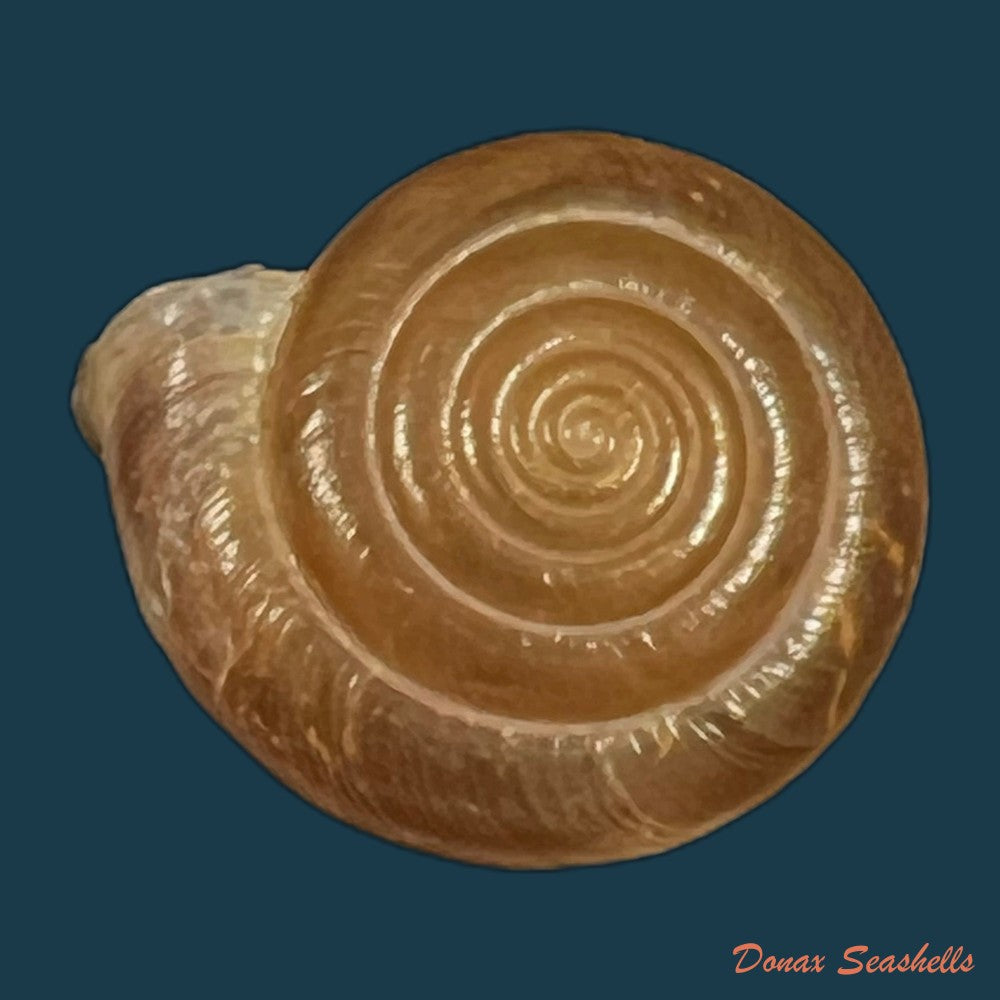 aegista-aubryana-chinesis-philippi-1845-18mm-copia