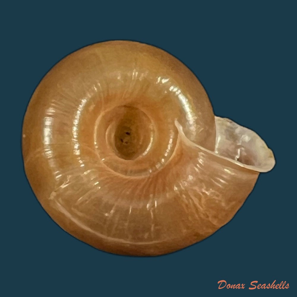 aegista-aubryana-chinesis-philippi-1845-18mm-copia