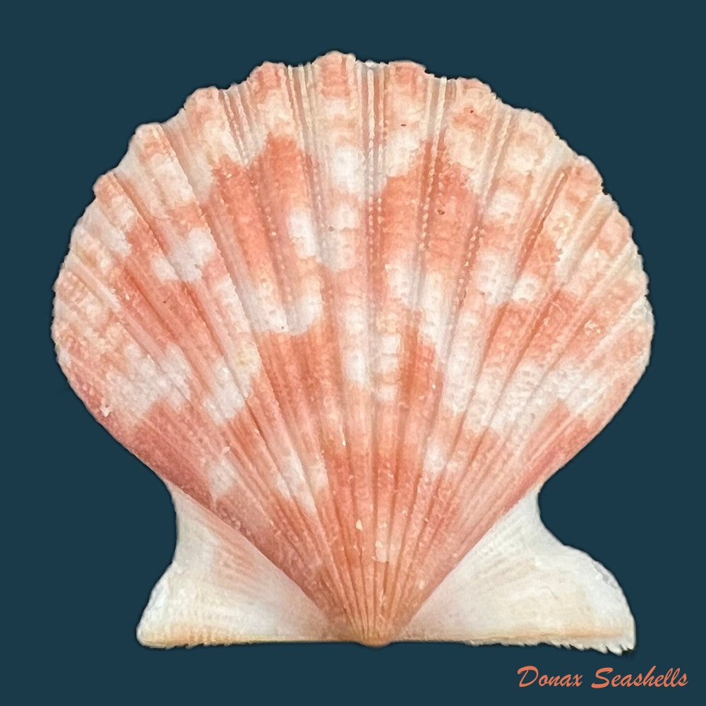aequipecten-tehuelchus-dorbigny-1842-35mm-copia