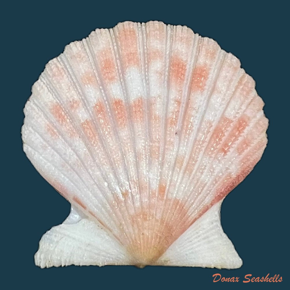 aequipecten-tehuelchus-dorbigny-1842-35mm-copia