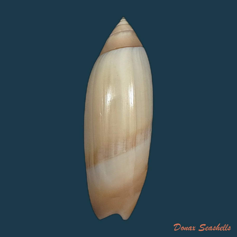 agaronia-acuminata-lamarck-1811-55-8mm-copia