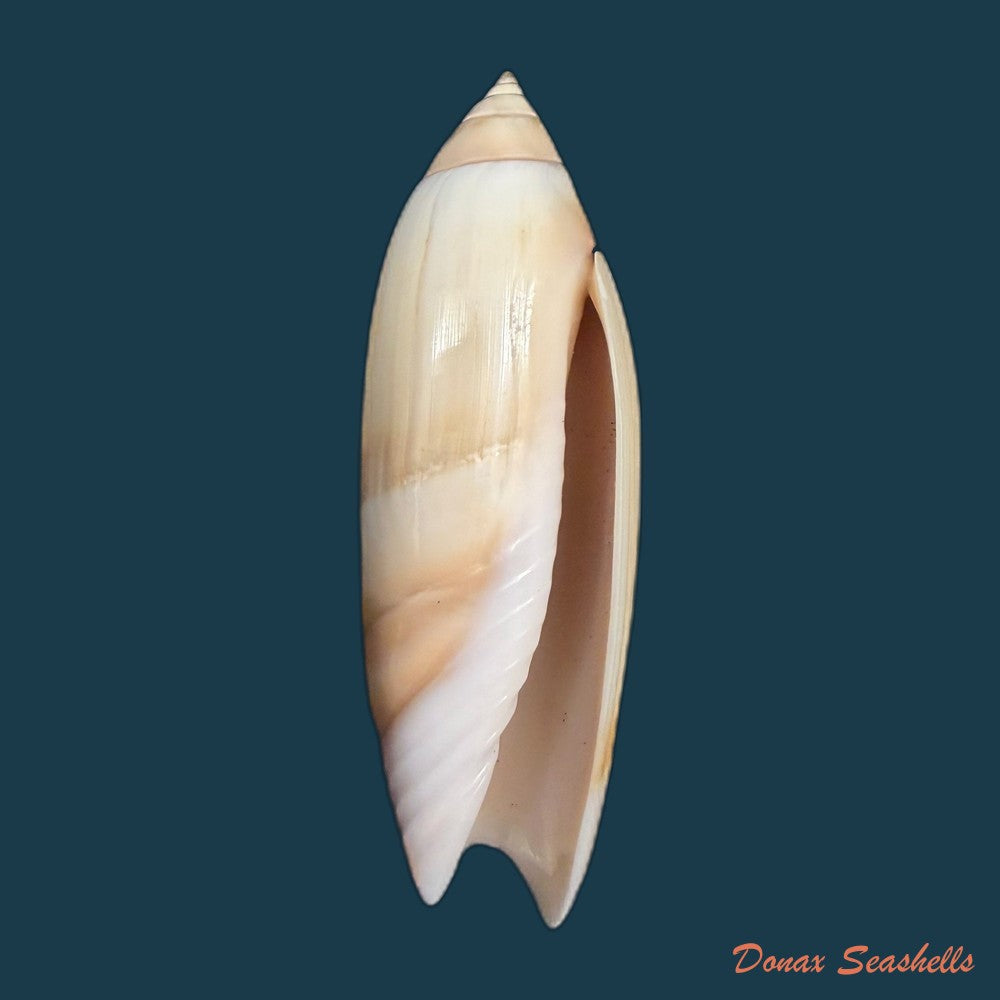 agaronia-acuminata-lamarck-1811-55-8mm-copia