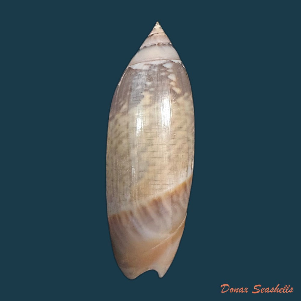 agaronia-acuminata-lamarck-1811-57-4mm-copia