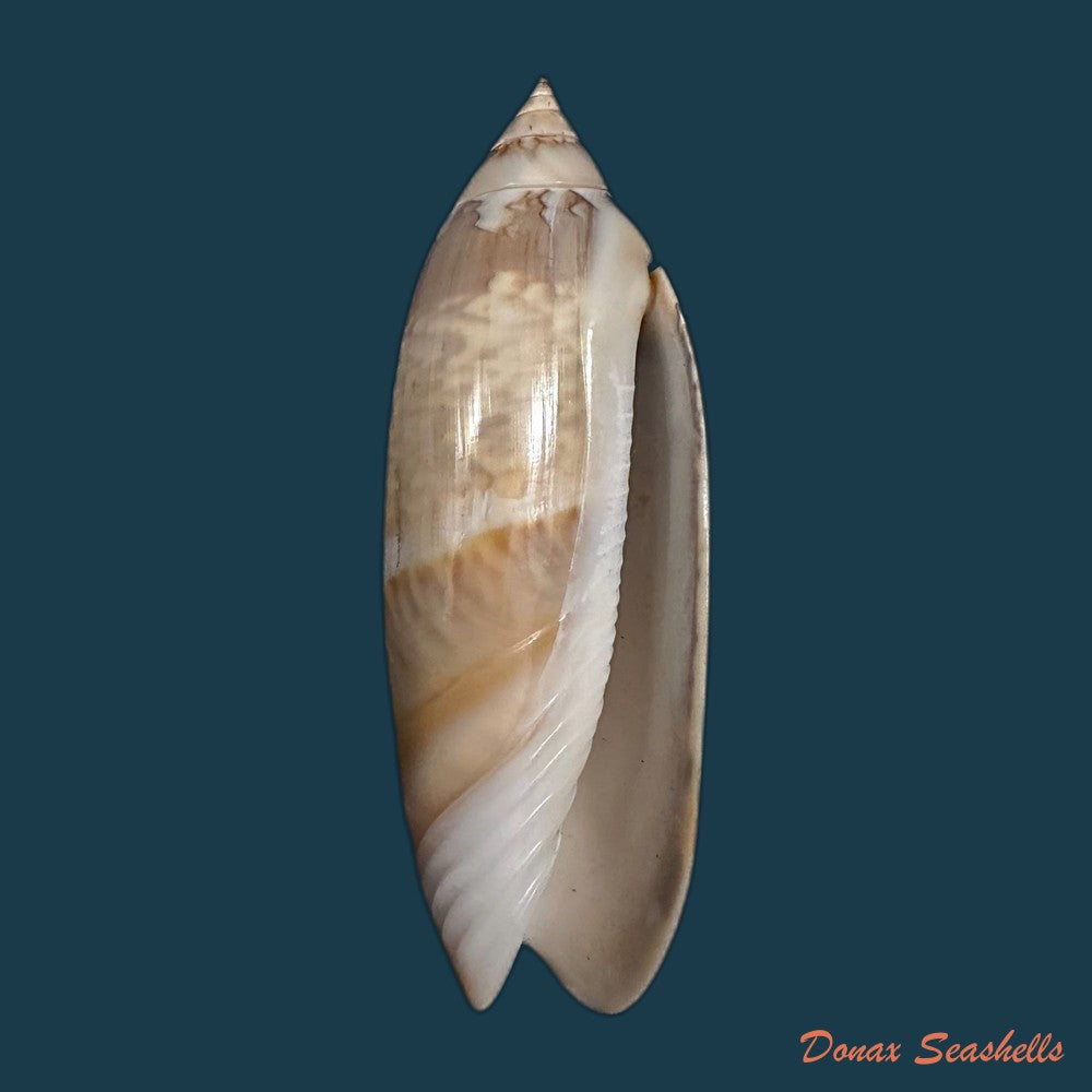 agaronia-acuminata-lamarck-1811-57-4mm-copia