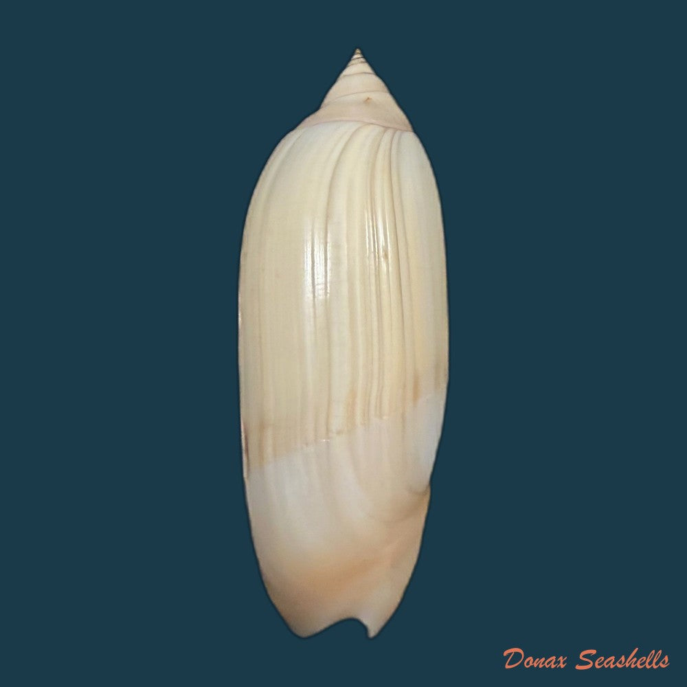 agaronia-acuminata-lamarck-1811-62-3mm-copia