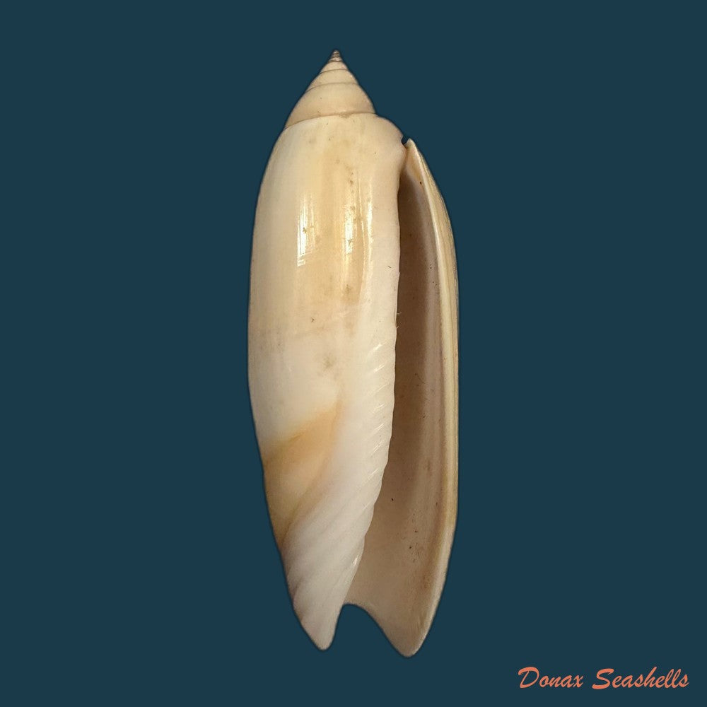agaronia-acuminata-lamarck-1811-62-3mm-copia