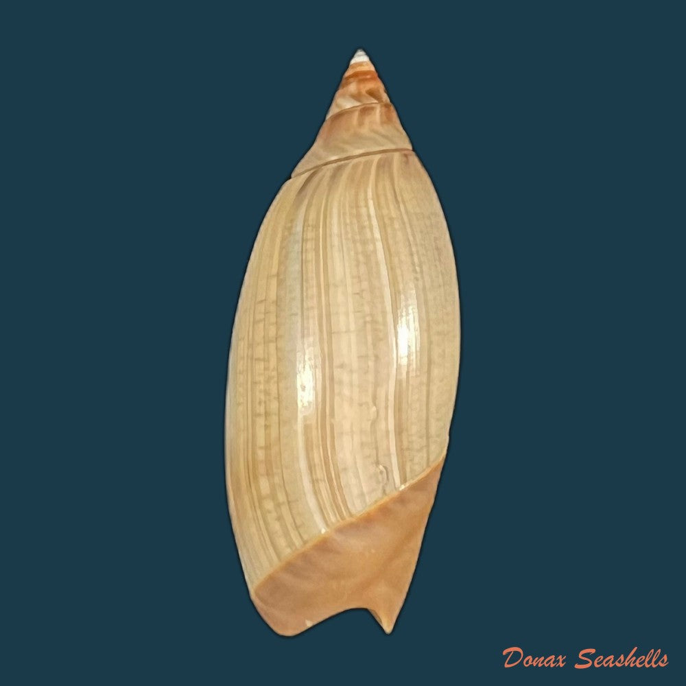 agaronia-griseoalba-marrat-1897-25-4mm-copia