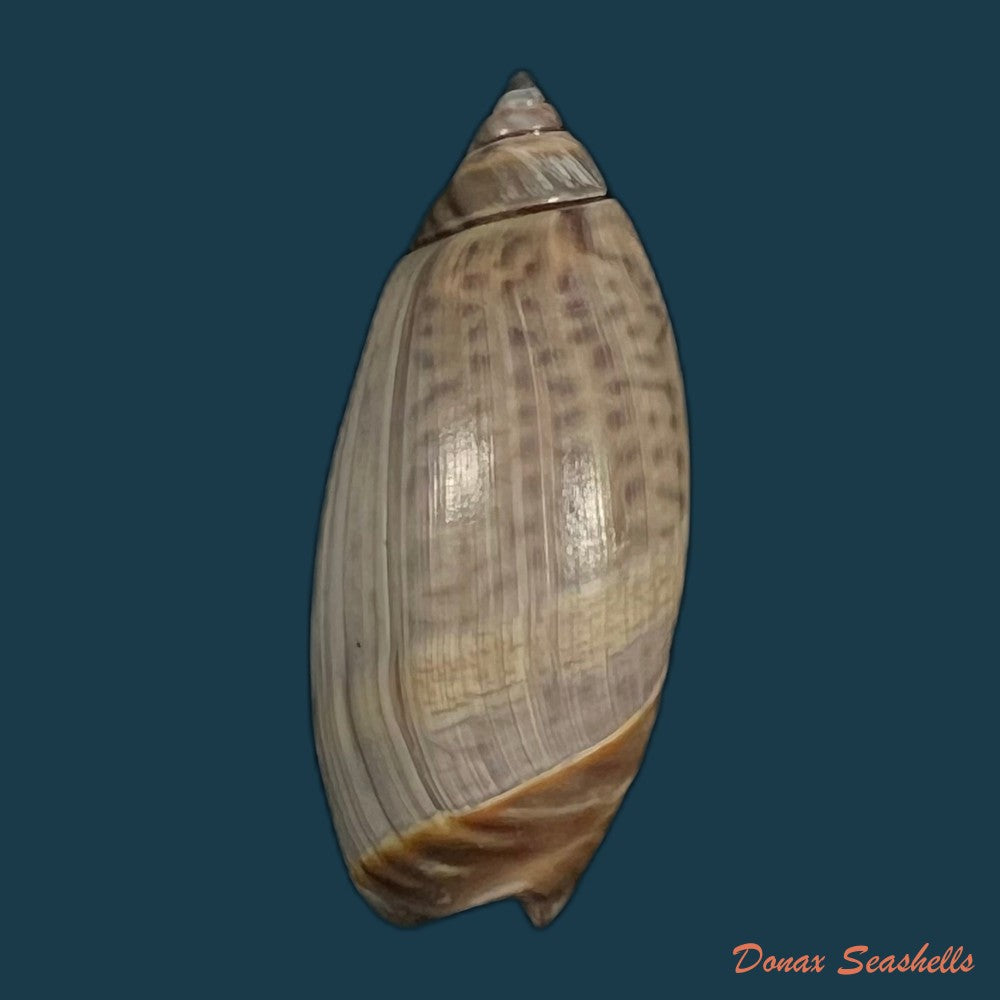 agaronia-griseoalba-marrat-1897-26-8mm-copia