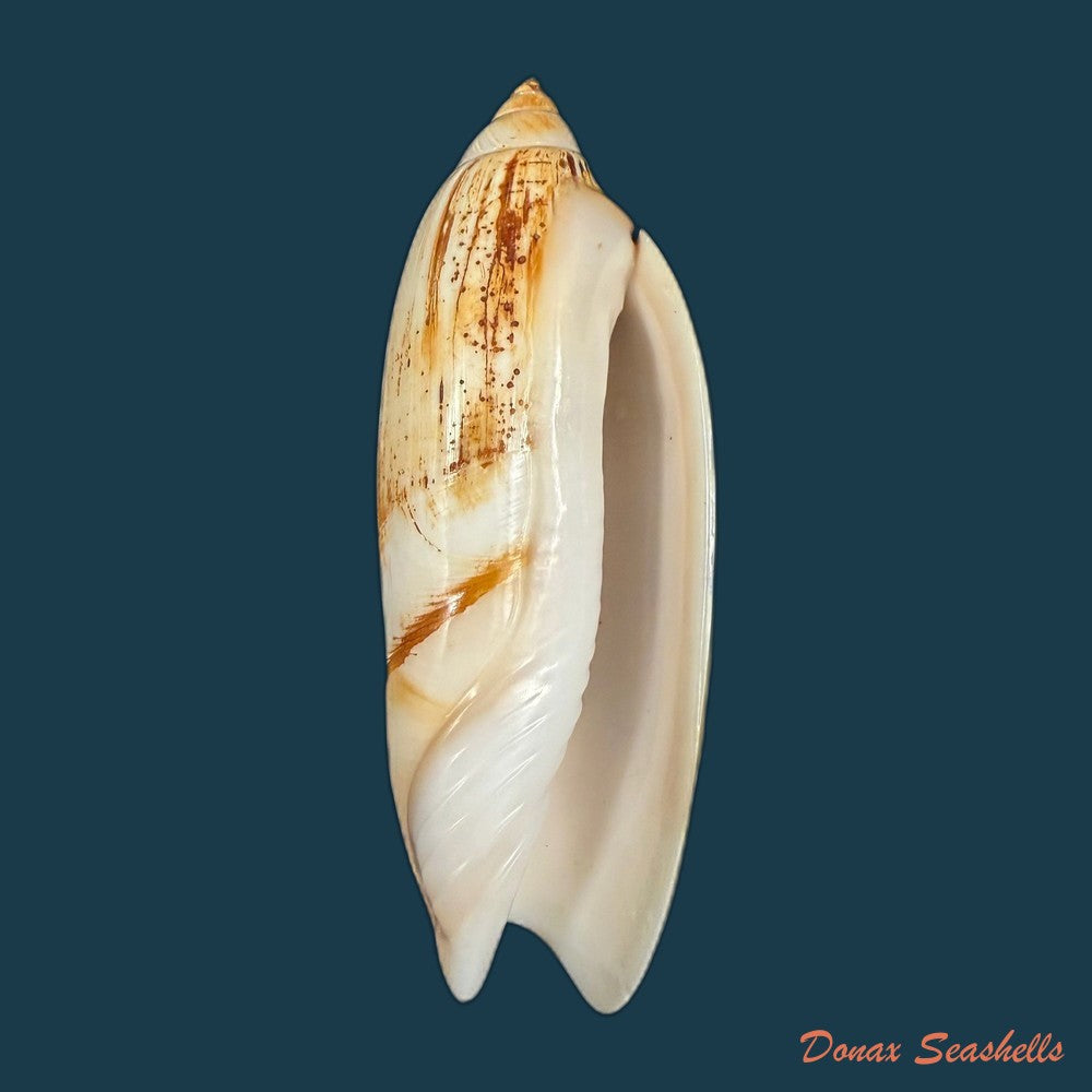 agaronia-propatula-conrad-1849-48-8mm-copia