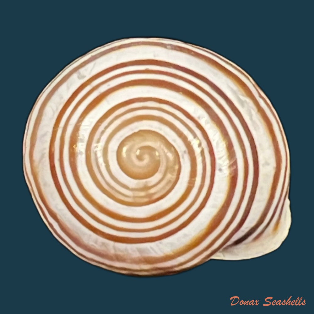 alabastrina-kiffansensis-pallary-1926-17-3mm-copia