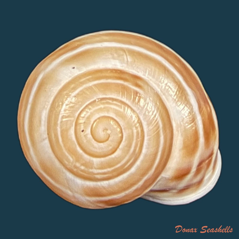 alabastrina-rufa-pallary-1926-18-9mm-copia