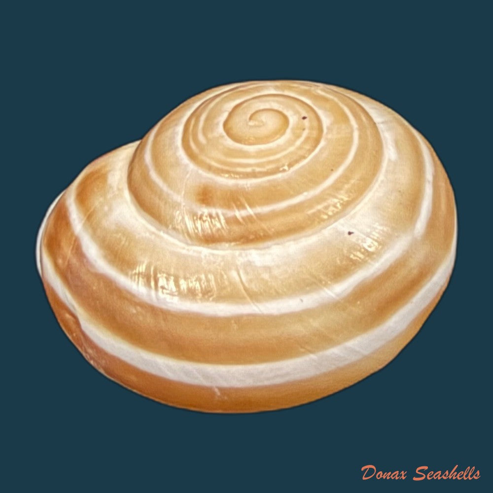 alabastrina-rufa-pallary-1926-18-9mm-copia