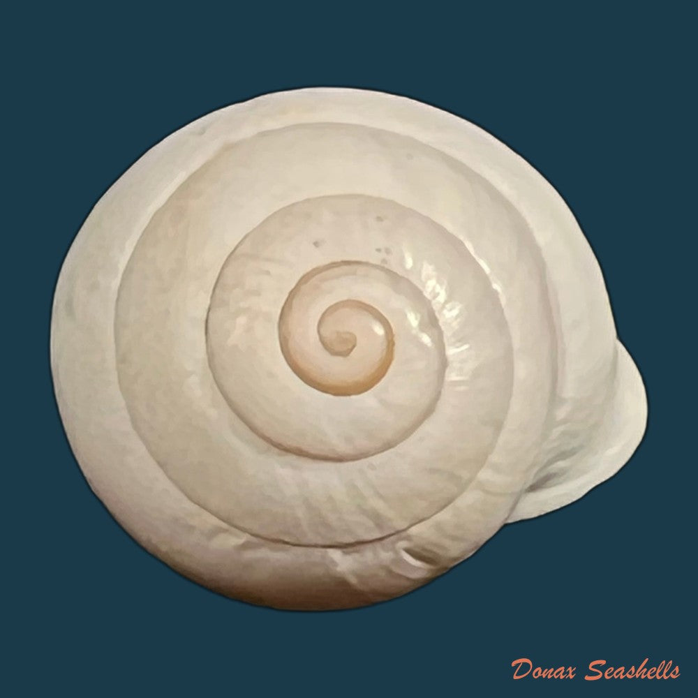 alabastrina-soluta-plumbea-pallary-1920-18mm-copia