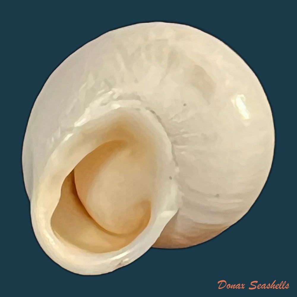 alabastrina-soluta-plumbea-pallary-1920-18mm-copia