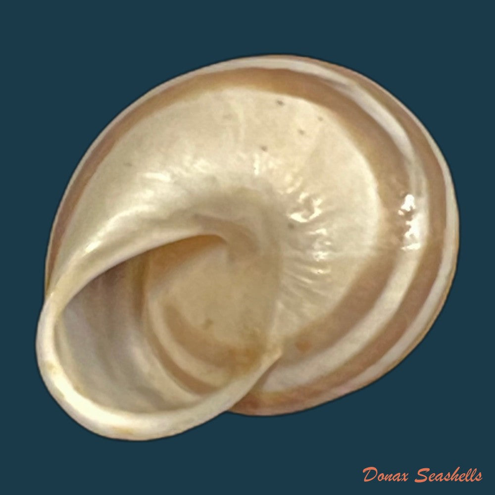 alabastrina-subvanvincquiae-pallary-1904-21-4mm-copia