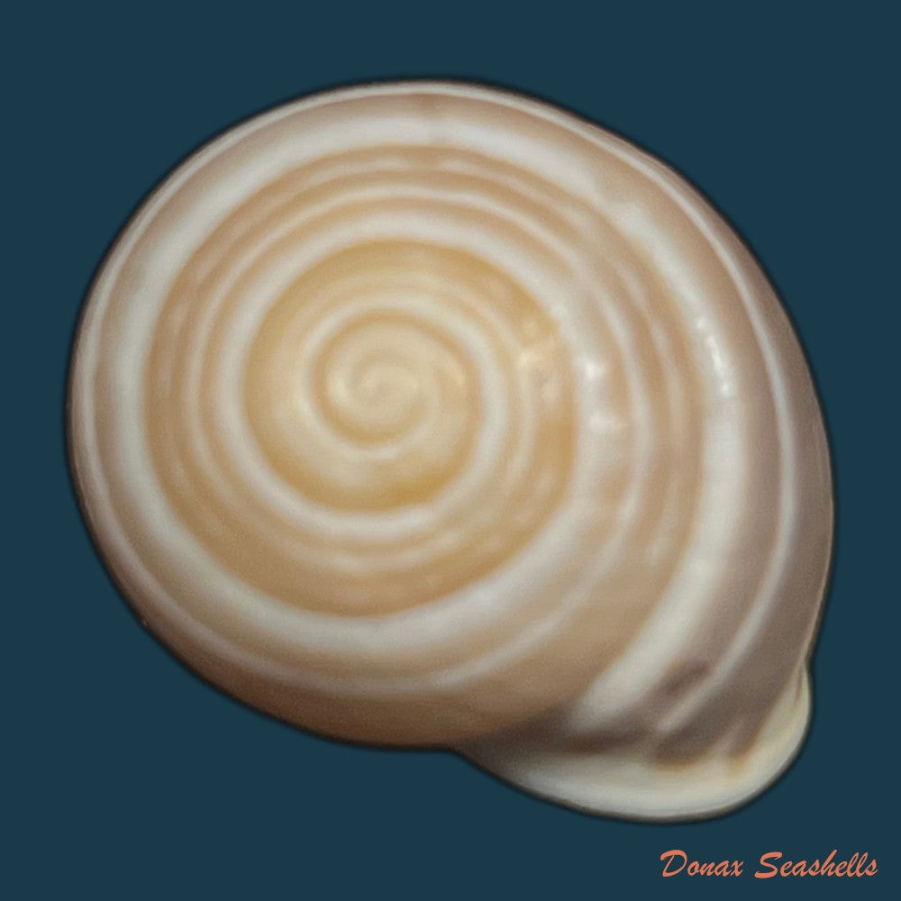 alabastrina-subvanvincquiae-pallary-1904-21-4mm-copia