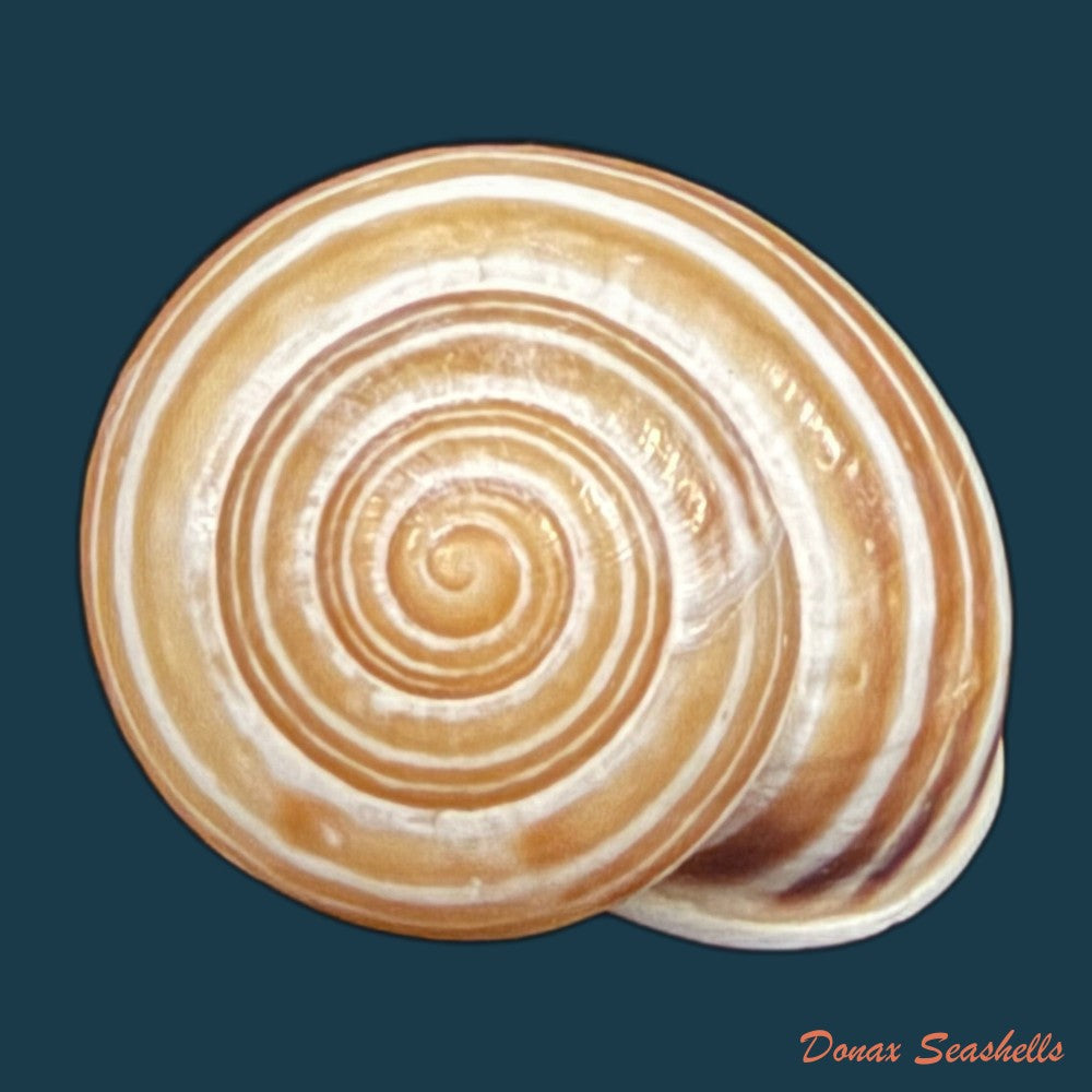 alabastrina-tilmiratensis-pallary-1933-24-4mm-copia