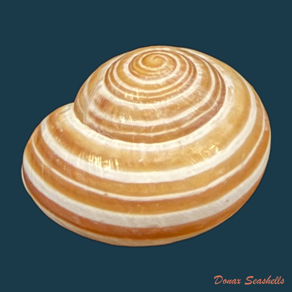 alabastrina-tilmiratensis-pallary-1933-24-4mm-copia