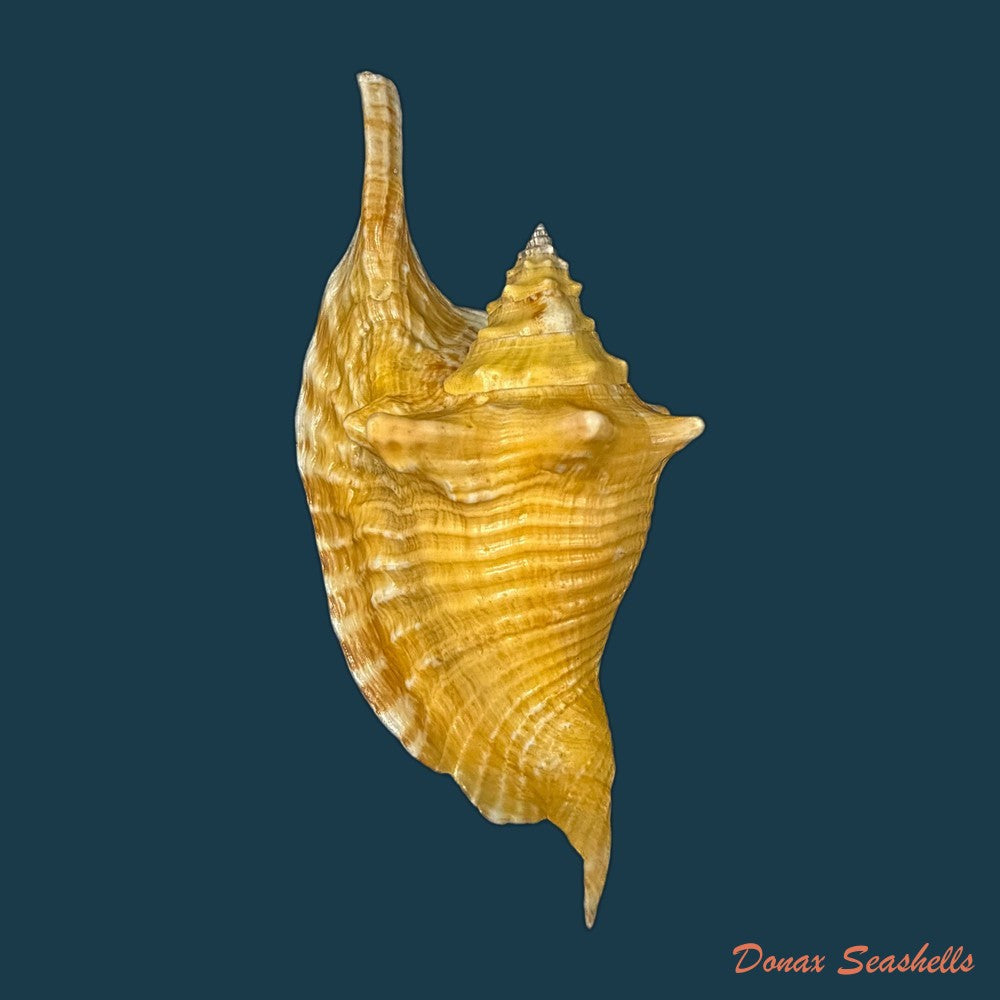 aliger-gallus-linnaeus-1758-104-7mm-copia