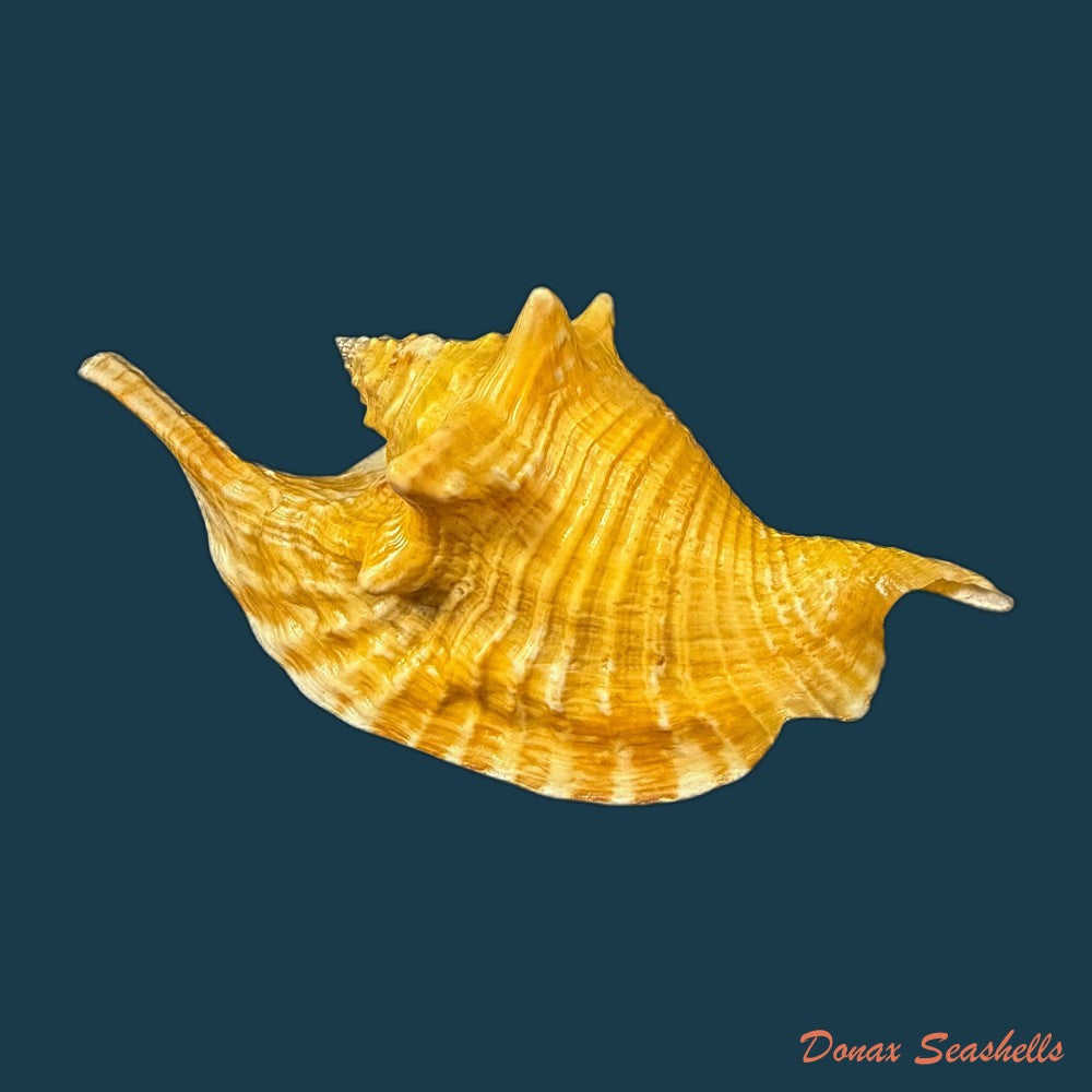 aliger-gallus-linnaeus-1758-104-7mm-copia