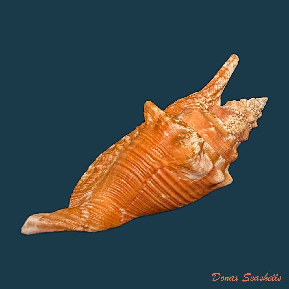 aliger-gallus-linnaeus-1758-91mm-copia