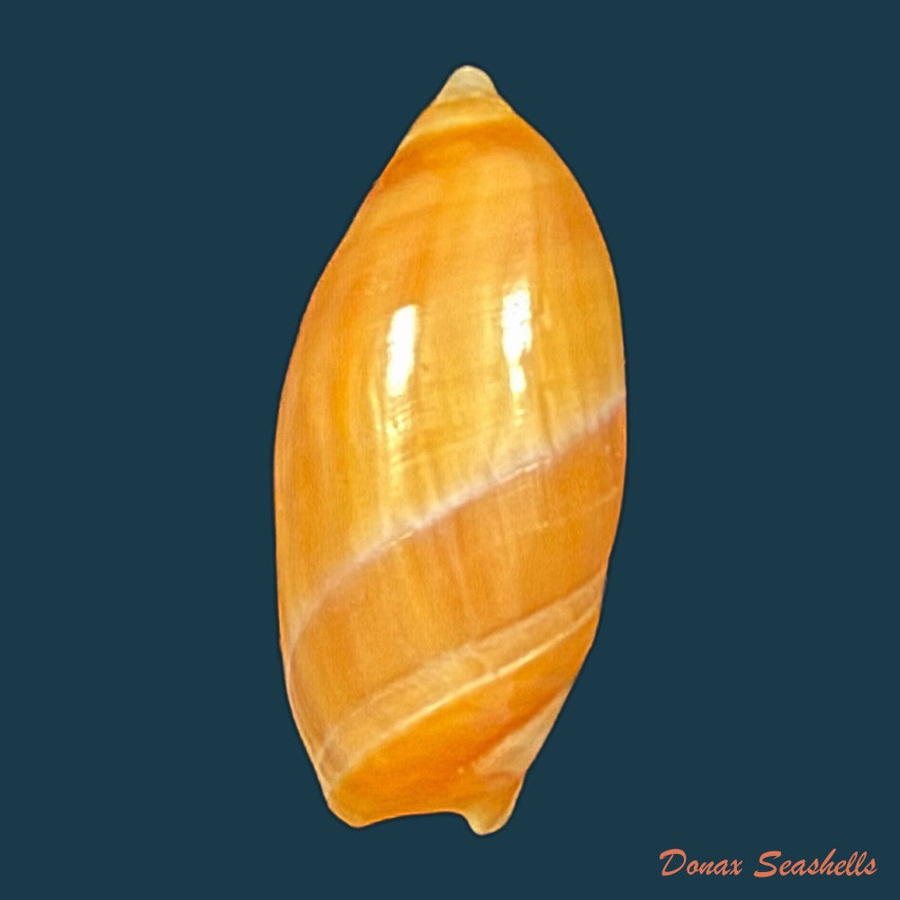 amalda-degalleaniae-t-cossignani-2018-19-9mm-copia