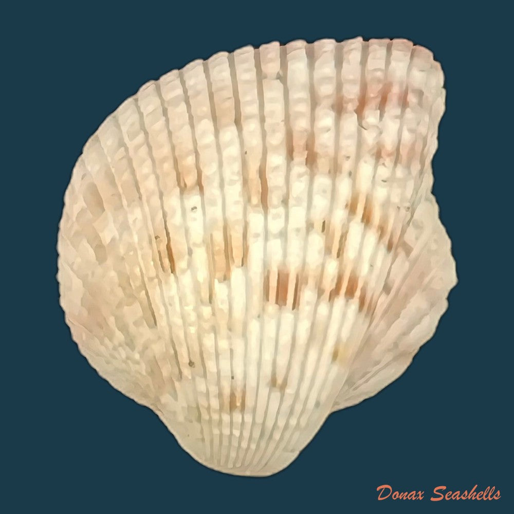 americardia-media-linnaeus-1758-27-7mm-copia